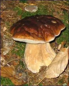 Les amateurs de champignons me recherchent trs souvent et je porte le nom d'une ville de France.