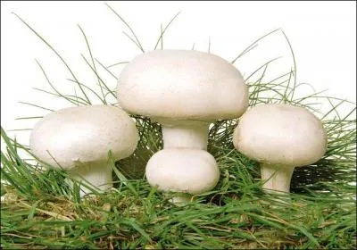 Quel est le nom de la partie visible (champignon) ?