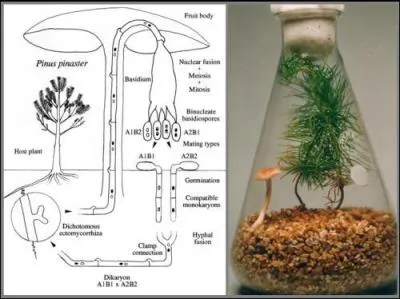 Le champignon vit en osmose avec les arbres. Comment appelle-t-on cet tat de fait ?