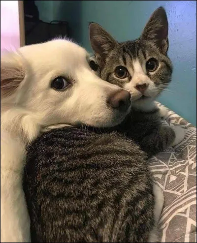 Qui a des griffes rétractiles ?