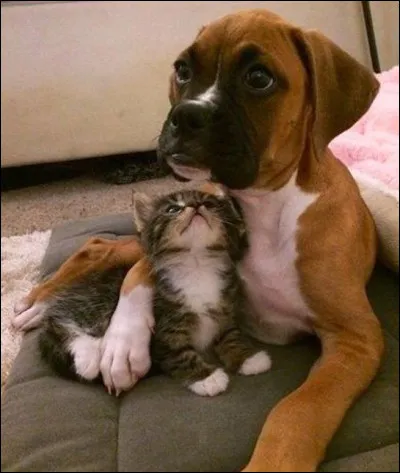 Lequel est domestiqué ?