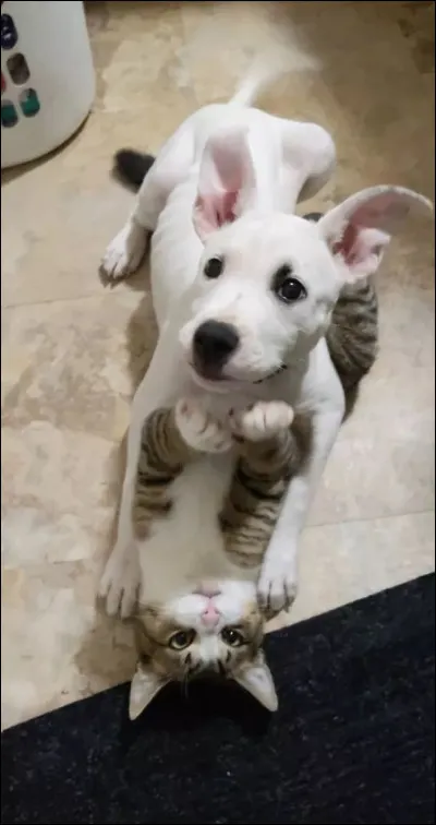 Lequel est, en général, plus grand que l'autre ?