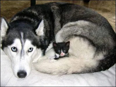 Lequel est un mammifère ?