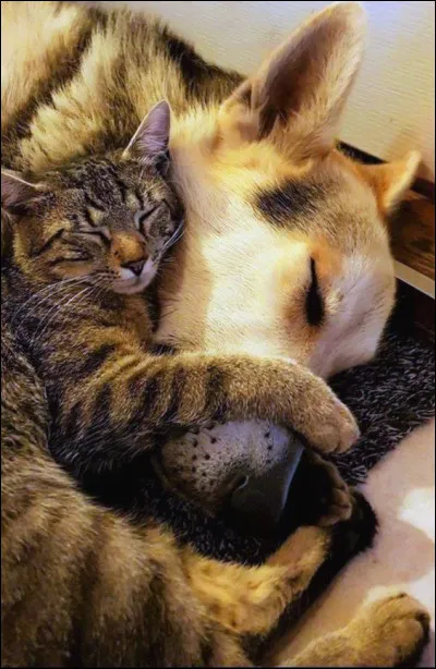 Dans la célèbre saga ''Harry Potter'', quel animal a Ron Weasley  ?