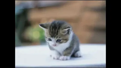 Si tu étais un guerrier, contre quel clan te battrais-tu ?