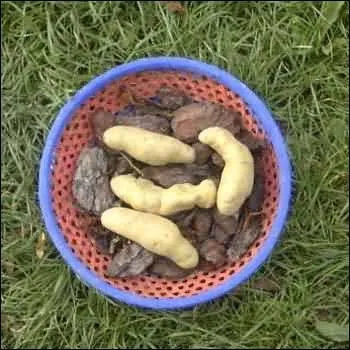 Quelle est cette variet de pomme de terre ?