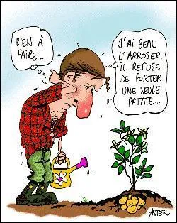 Quelle est la maladie la plus frquente chez la pomme de terre ?