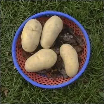 Quelle est cette variet de pomme de terre dont la chair est ferme  la cuisson ?