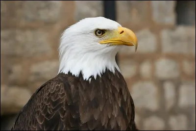 Quel est cet oiseau symbole de lAmérique du Nord ?