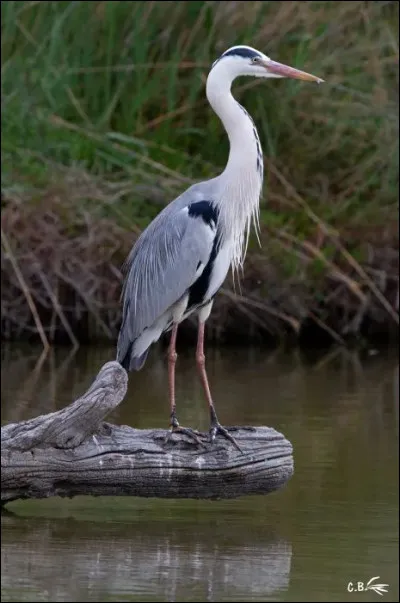 Après s'être armés, ils partirent en mission de reconnaissance dans le camp troyen, priant Athéna pour sa protection. Quel signe Athéna envoya-t-elle pour les encourager, que les deux compères entendirent crier ?
