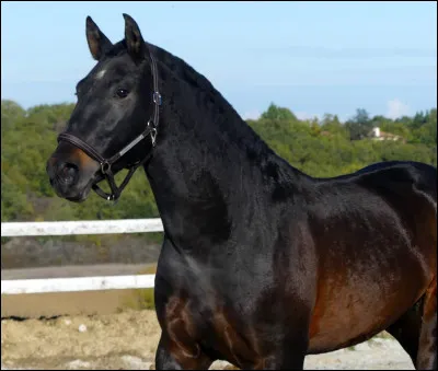 Quelle est la robe de ce cheval ?