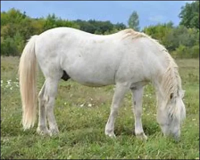 Quelle est la robe de ce cheval ?