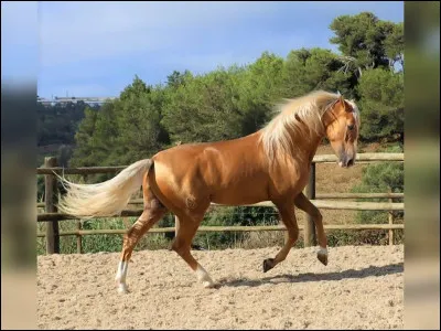 Quelle est la robe de ce cheval ?