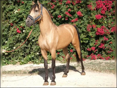 Quelle est la robe de ce cheval ?