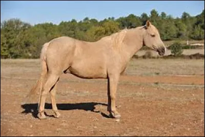 Quelle est la robe de ce cheval ?
