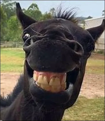 Quelle est la robe de ce cheval ?