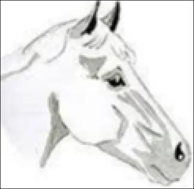 Quel est le nom de cette marque blanche sur la tête ?