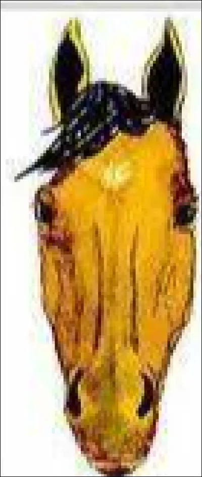 Quel est le nom de cette marque blanche sur la tête ?