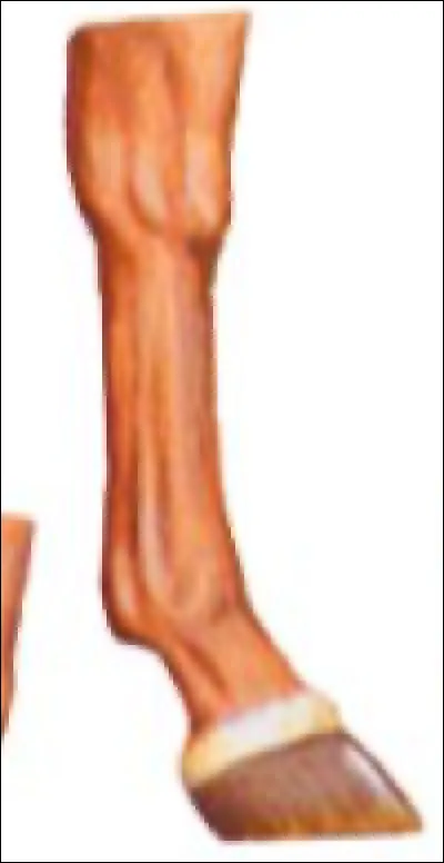 Quel est le nom de cette marque blanche sur les membres ?