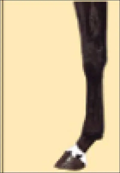 Quel est le nom de cette marque blanche sur les membres ?