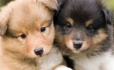 Quiz Races de chiens
