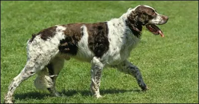 Quelle est cette race de chien ?