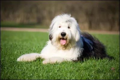 Quelle est cette race de chien ?