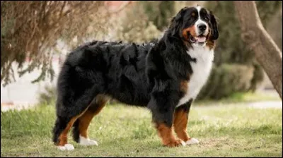 Quelle est cette race de chien ?