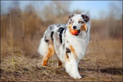 Quelle est cette race de chien ?