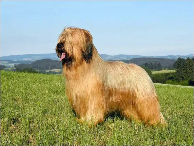 Quelle est cette race de chien ?