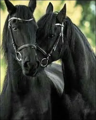 Quel animal préfères-tu ?