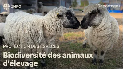 Enfin, parmi ceux-ci, quel animal préfères-tu ?