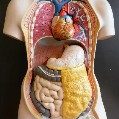 Quel organe éphémère est issu de la fusion entre des tissus de lendomètre et du trophoblaste ?