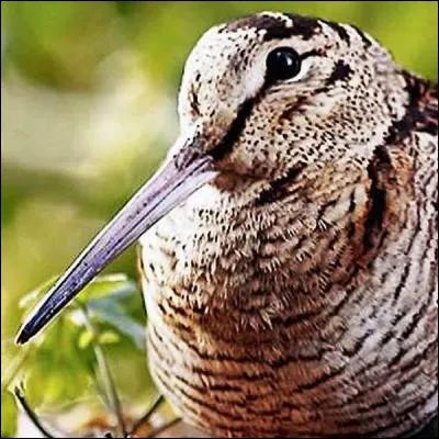 Quel oiseau de la famille des scolopacidées, dont une espèce est dite des bois, possède un bec long et pointu ?