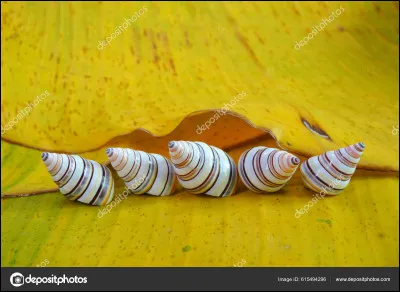 Comment s'appelle sa langue ?