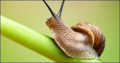 Environ combien de temps lui faut-il pour traverser 5 cm ?