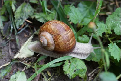 Les ufs éclosent au bout de...