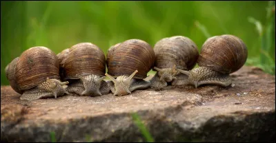 L'escargot a-t-il des dents ?