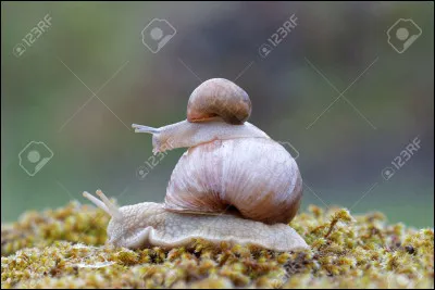 Comment s'appellent les bébés escargots ?