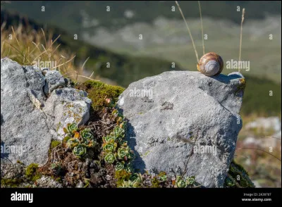 L'escargot est ...