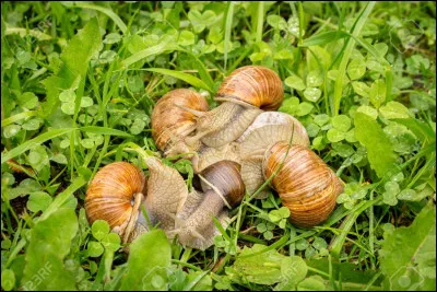 Un escargot peut mesurer généralement jusqu'à :