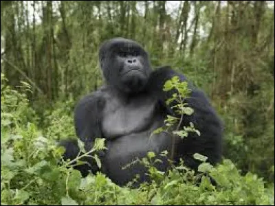 Quel est cet animal ?