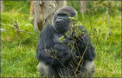 Quelle est la cause principale de sa disparition ?