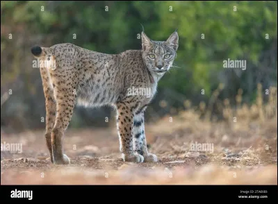 Quel est cet animal ?