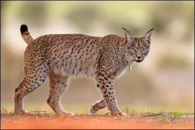 Quelles sont ses particularités ?