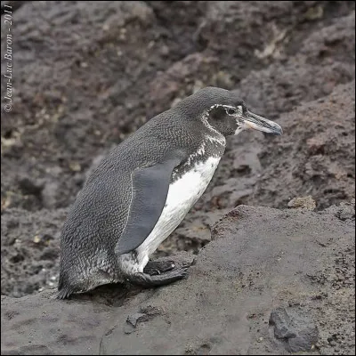 Quel est cet animal ?