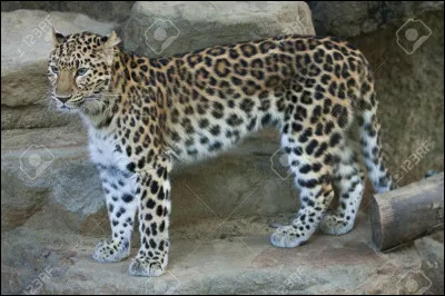 Quel est cet animal ?