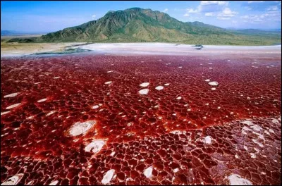 Le lac Natron, situé en Tanzanie, est un magnifique lac rose. Contrairement à ce que l'on pourrait croire, c'est un des lieux les plus dangereux de la planète. Que se passe-t-il si on se baigne dedans ?