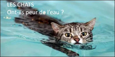 Plume Grise a presque fini noyé ?