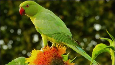 De quel pays est principalement originaire la perruche, ce bel oiseau ?